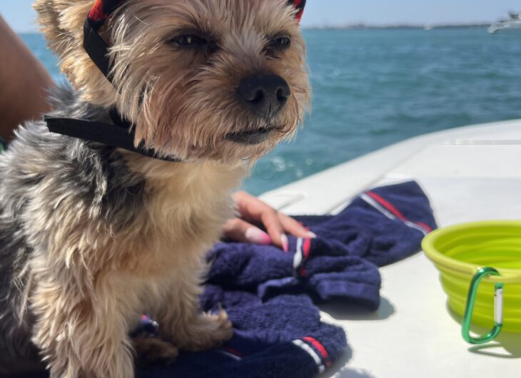 dog murano yacht party